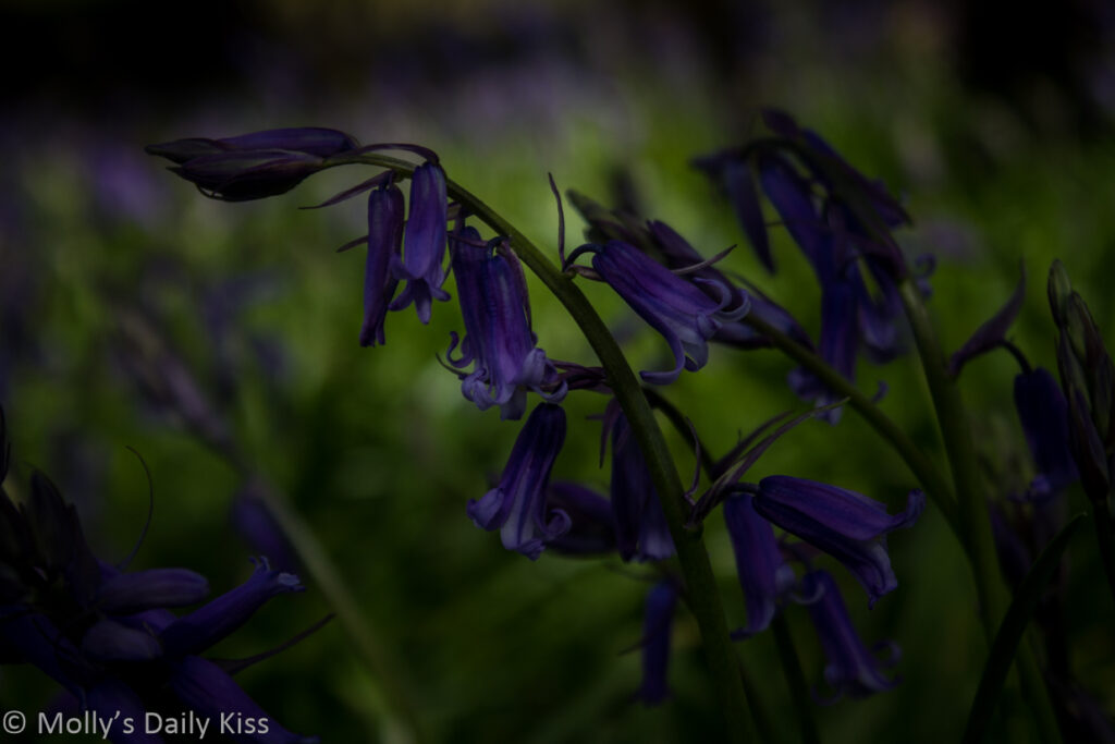 Bluebells revive