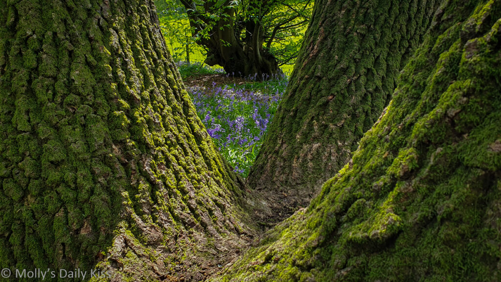 bluebells through the trees are the galddest flowers