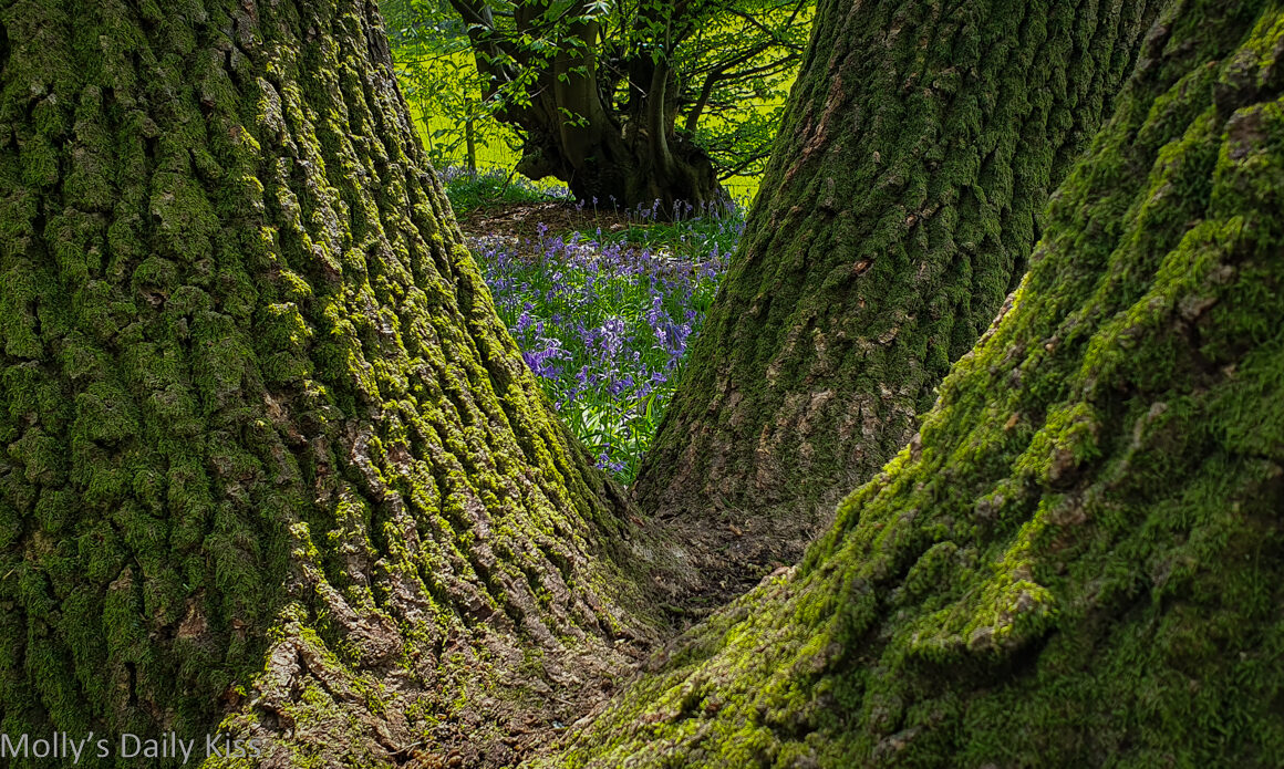 bluebells through the trees are the galddest flowers