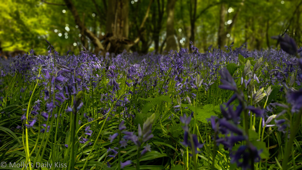 Bluebells in the woods for post called faith