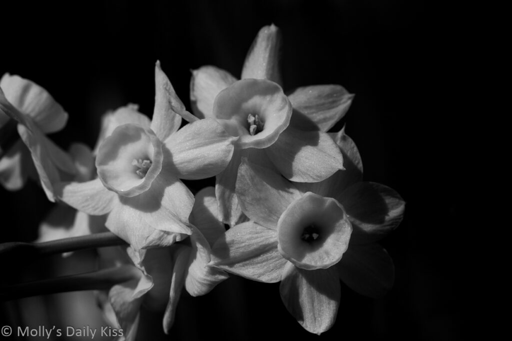 Black and white of daffodils is hope of spring