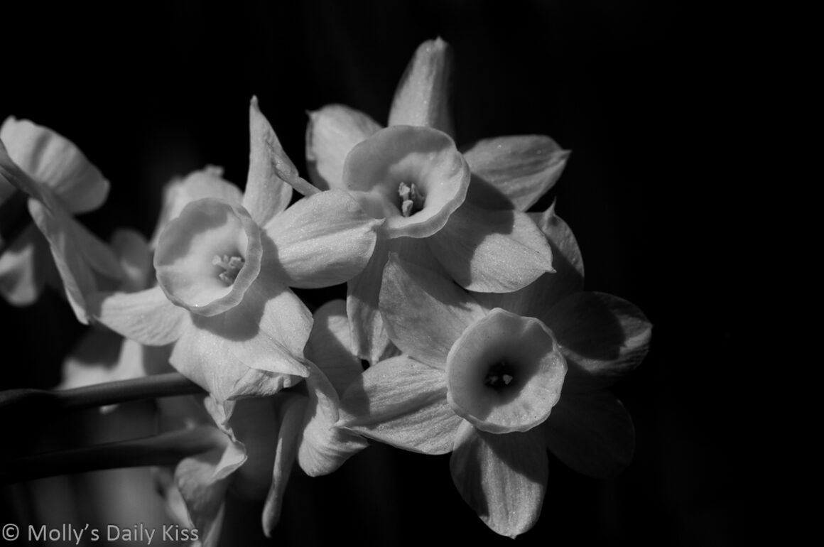 Black and white of daffodils is hope of spring