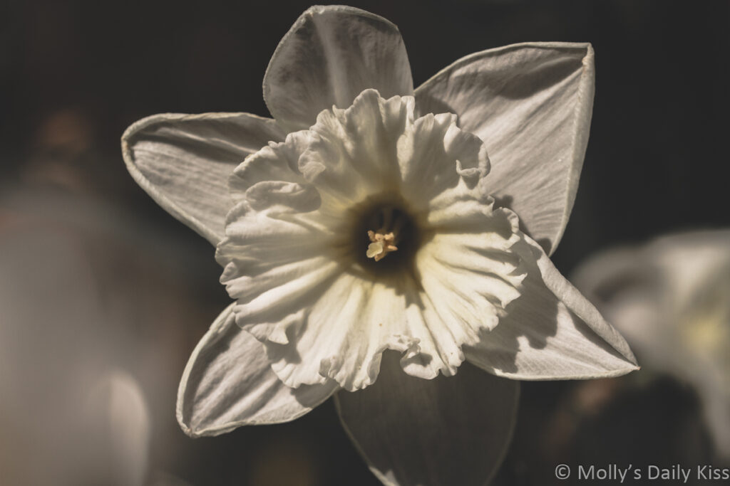 white daffodil