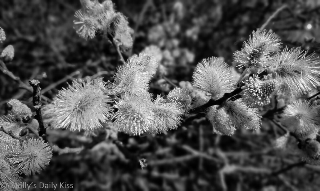 spring fluff blossom chaos on trees