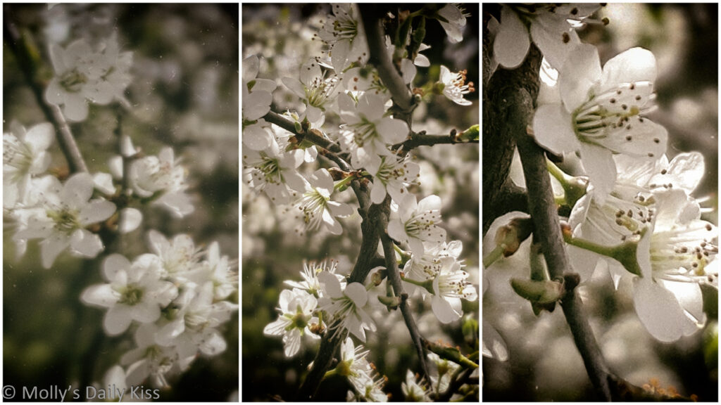 white blossom recklessly blooming in triptych image
