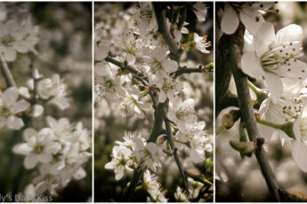 white blossom recklessly blooming in triptych image