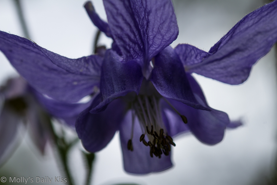 purple bell clemitis flower