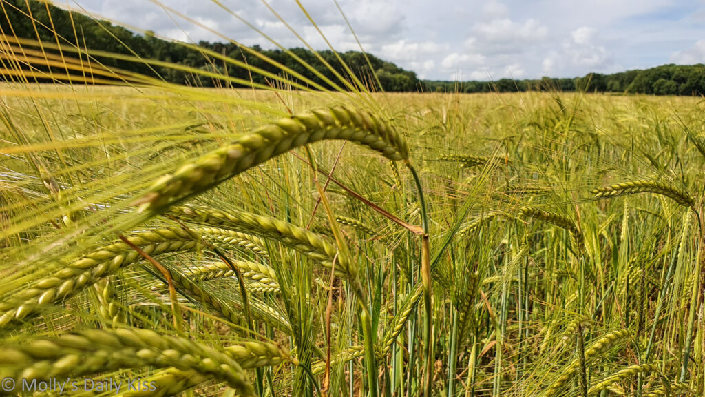 looking through bounteous wheat in field