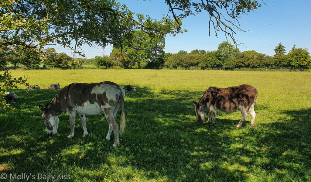 Donkey under the trees in sunny field