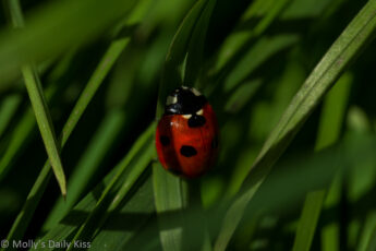 Red lady bird in the grass stems is little things