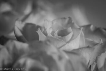 folds of rose petals bloom in soft black and white