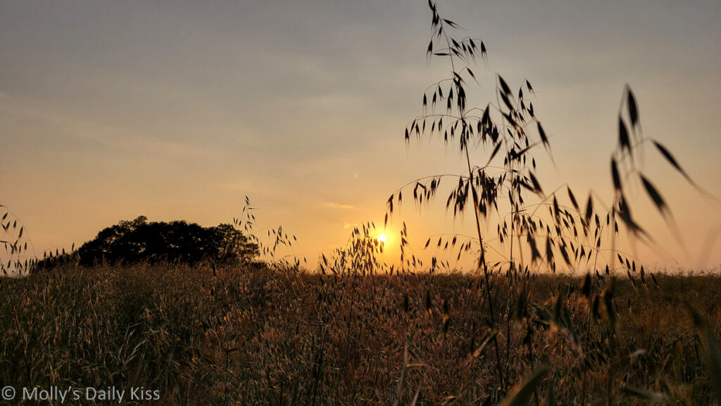 sunsetting through crop field is the edge of the earth