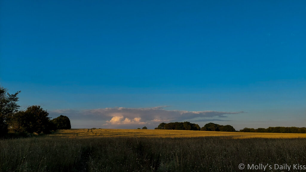 Blue sky with line of clouds in the distance over golden fields of wheat