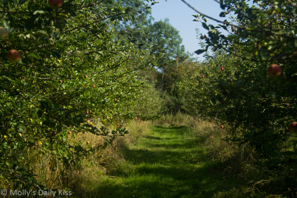 looking down row of apple trees past red palles in an orchard