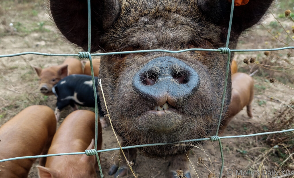 Close up of pig snout looking through fence