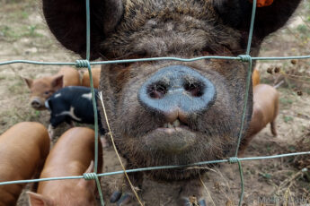 Close up of pig snout looking through fence