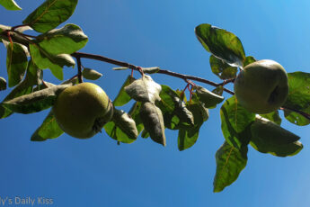 Looking up at fruit tree branch bearing fruit against blue sky