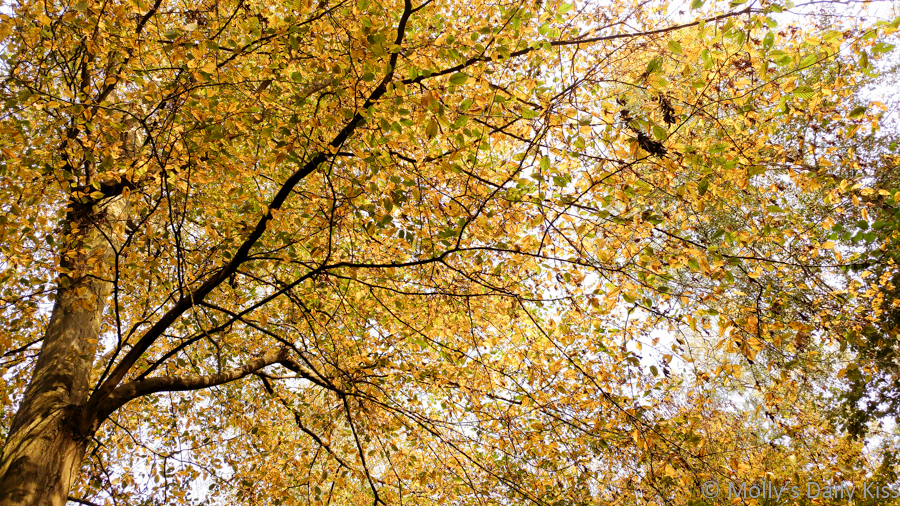Looking up into trees with golden autumn leaves on them