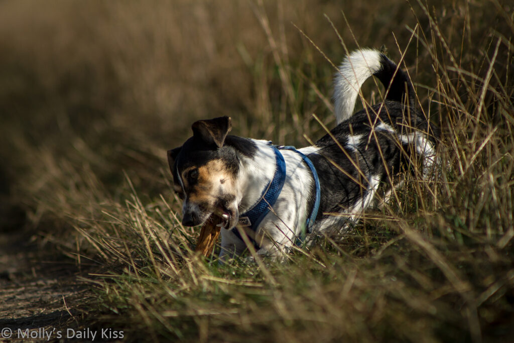 Dog chewing stick in field is a role model for how to live life