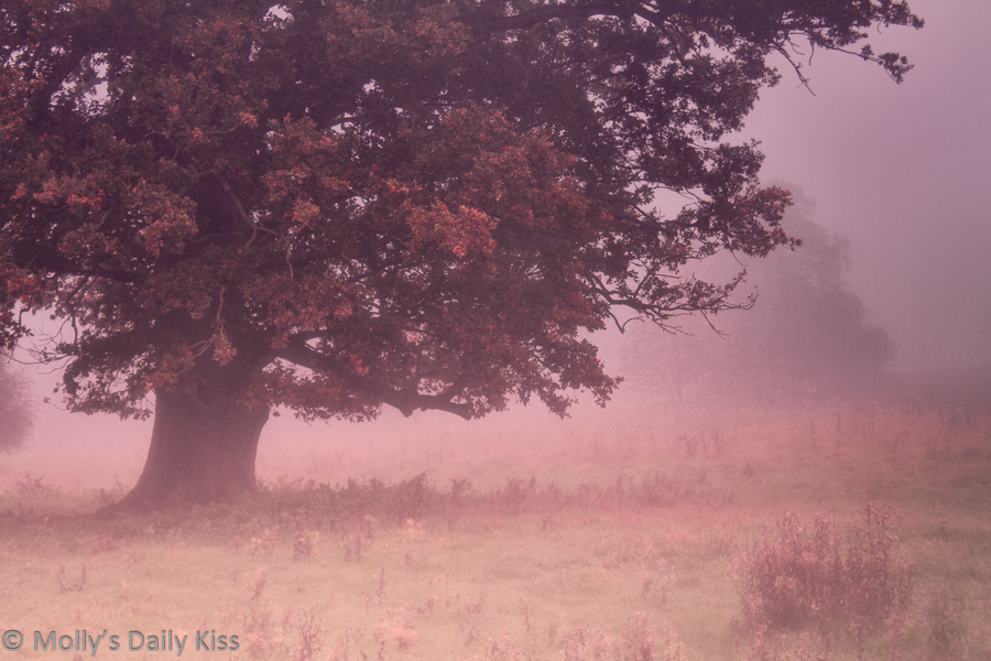 Beautiful things is a big oak tree in ealy morning pink autumn mist