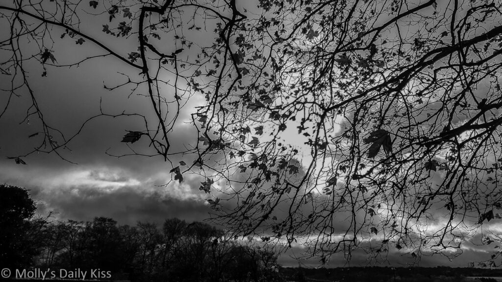 Last of the autumn leaves fluttering in the breeze on a tree edited in black and white