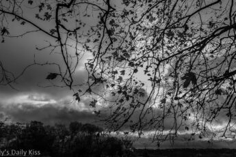 Last of the autumn leaves fluttering in the breeze on a tree edited in black and white