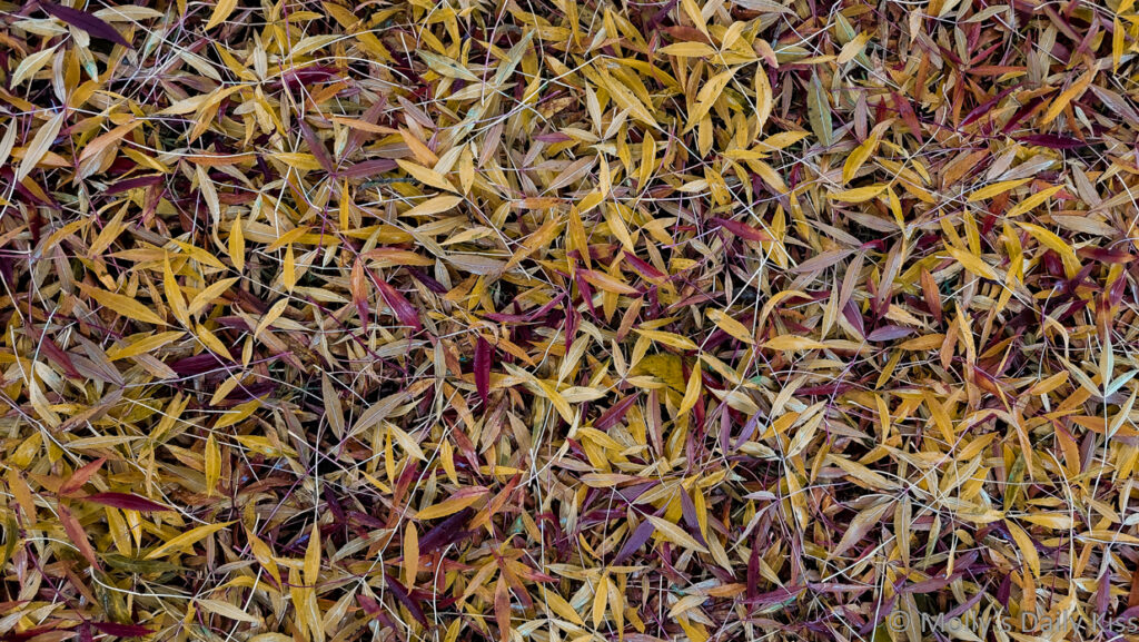 carpet of autumn leaves