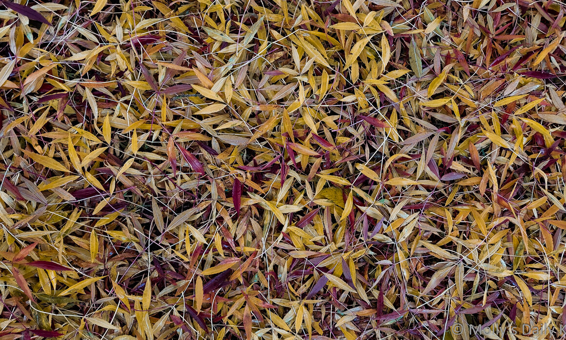 carpet of autumn leaves