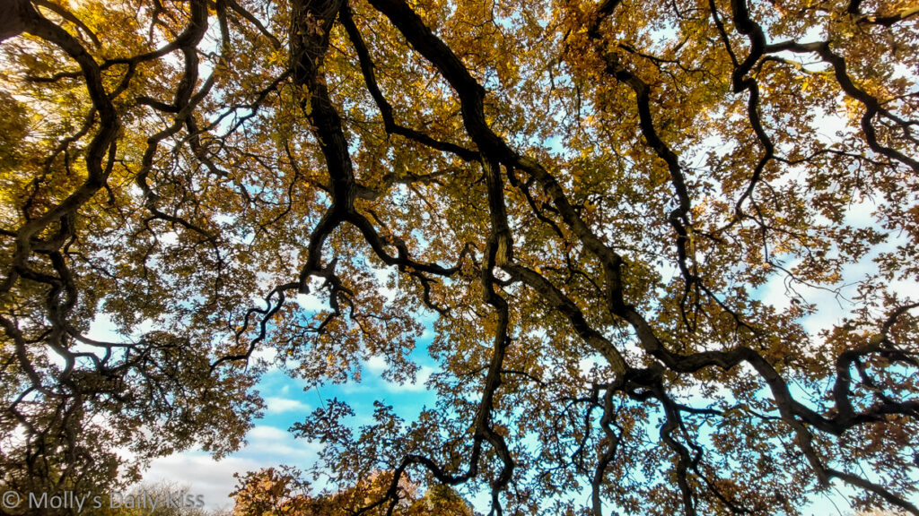 Autumn's Fire is oak leaves haning on tree aginst blue skies