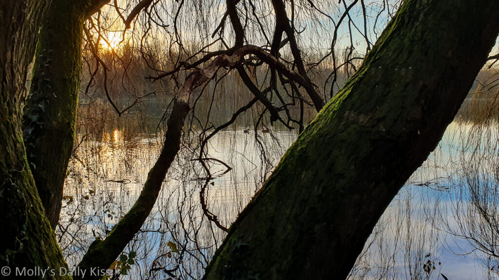 looking through winter trees to sun reflected in the water beyond is golden moments