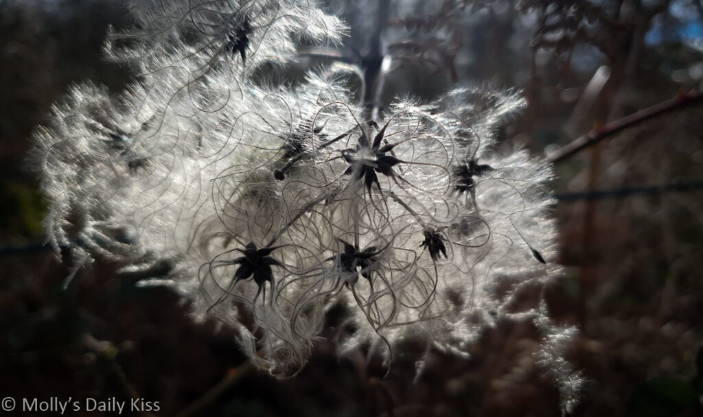 seed fluff in winter sunshine is a miracle