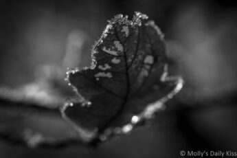 macro shot of frost clinging to edge of oak leaf is unrestrained beauty
