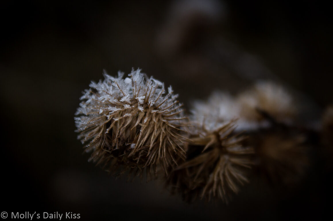 wonder of ice clinging to seedhead spikes