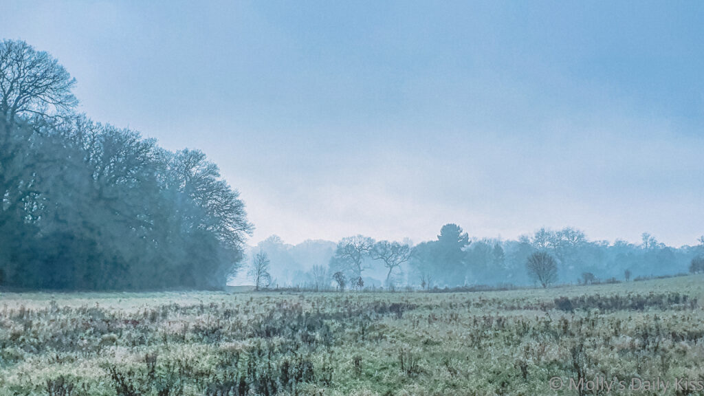 looking over fileds to woodland is a landscape bare in winter blue frost light