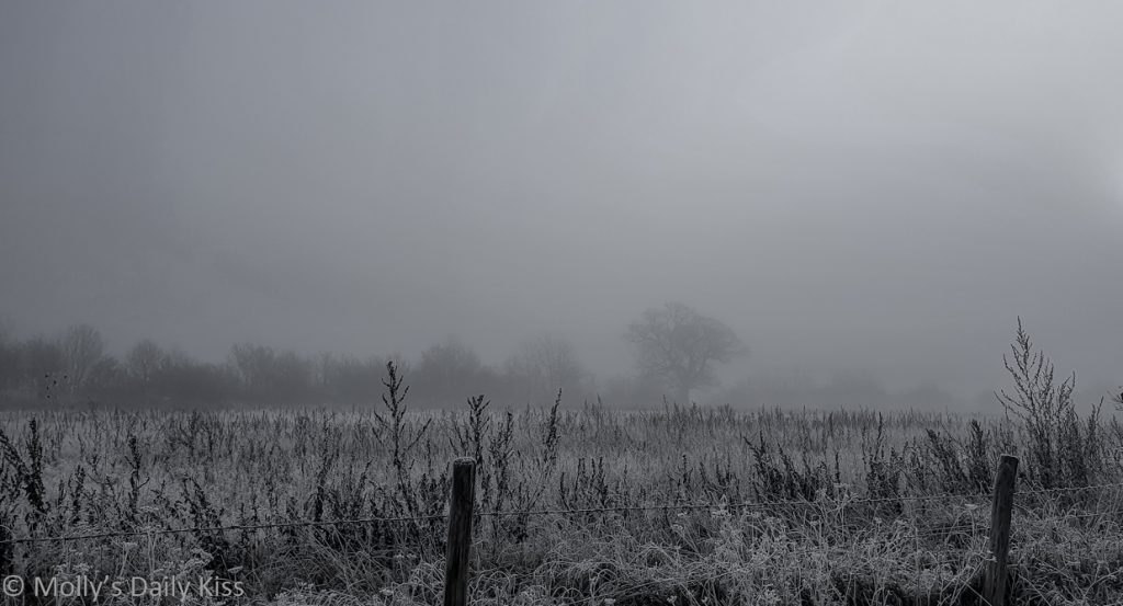 Cold winter mist over field