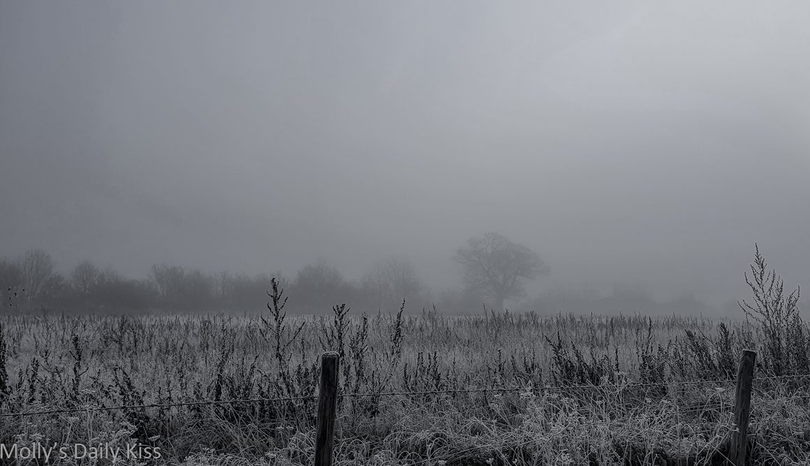 Cold winter mist over field