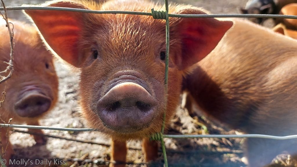 Little piglet face looking directly into the camera for post called attention