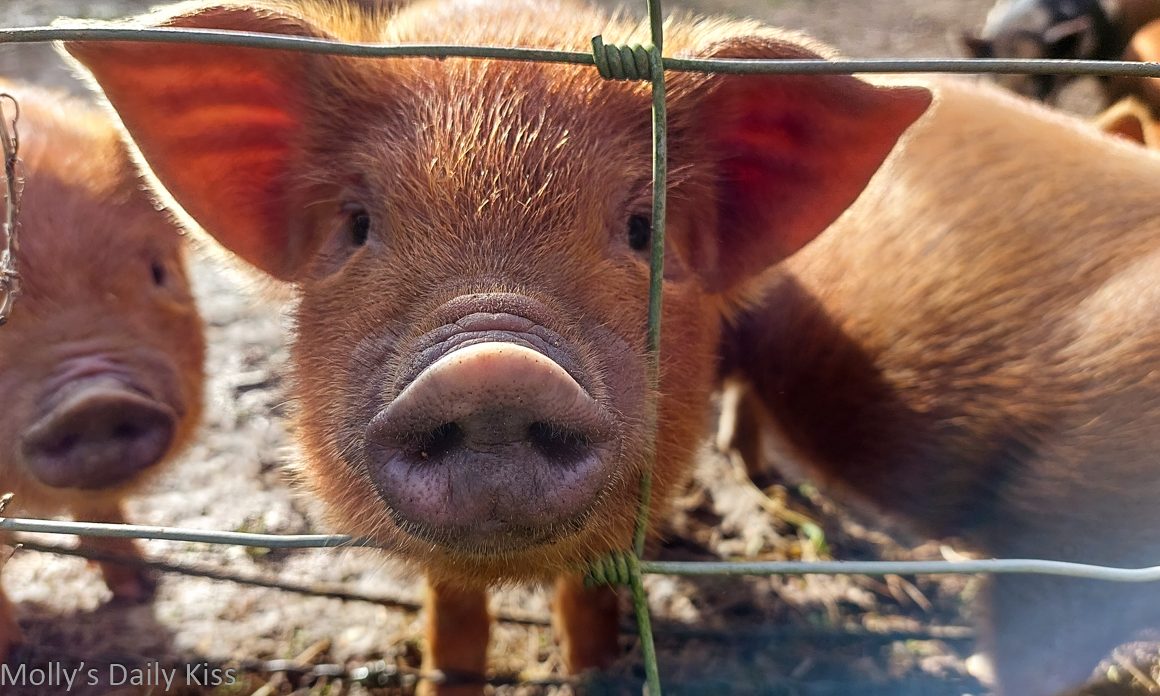 Little piglet face looking directly into the camera for post called attention