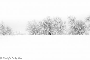 snow whiteout with horizon of dark skelaton trees