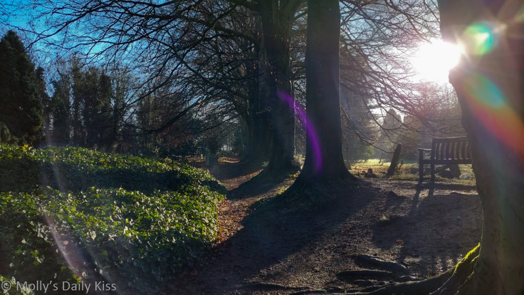 Looking along line of winter trees with low winter sun creating a sunburst for post called soul of the sunbeam