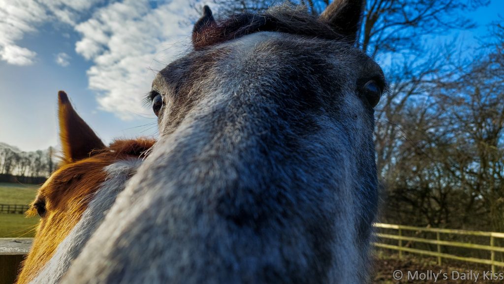 looking up horses nose to his eyes