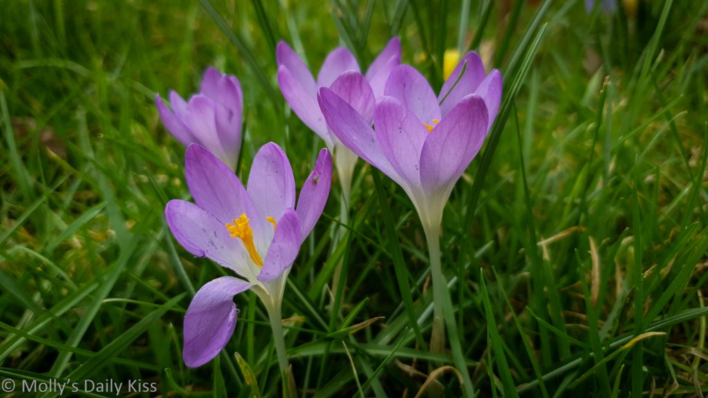 little purple crocus in green grass is new beginnings of spring