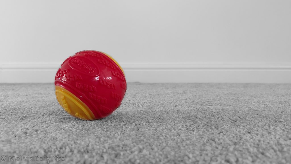 red and yellow ball in middle of floor is a dog treat