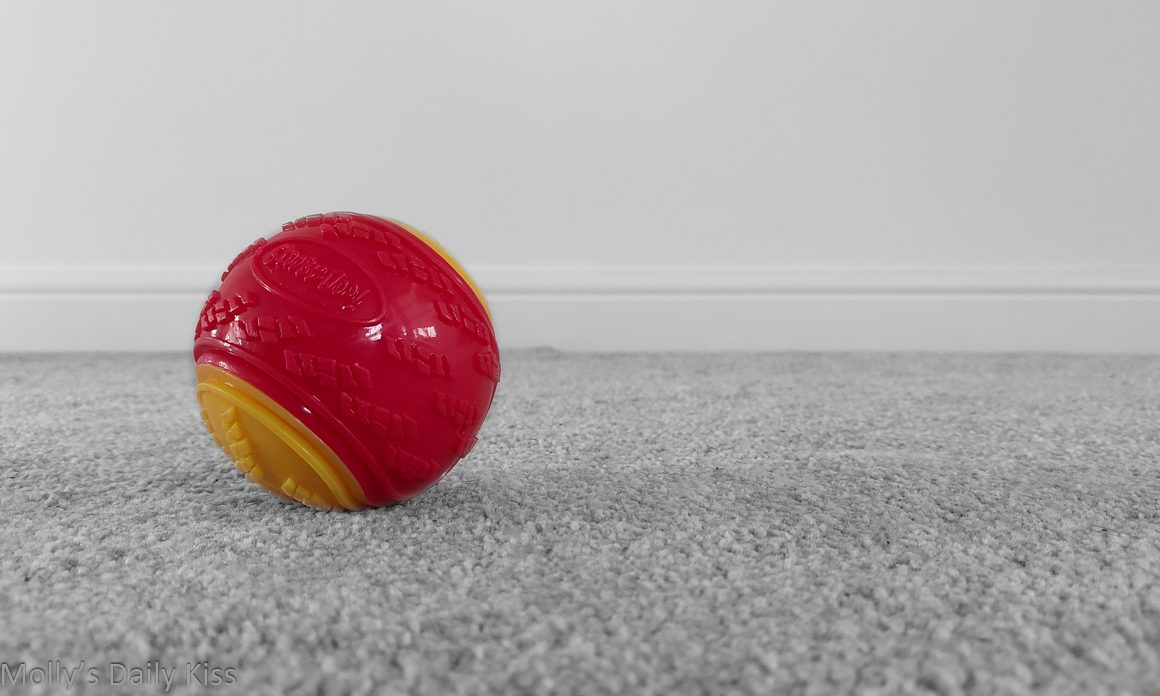 red and yellow ball in middle of floor is a dog treat
