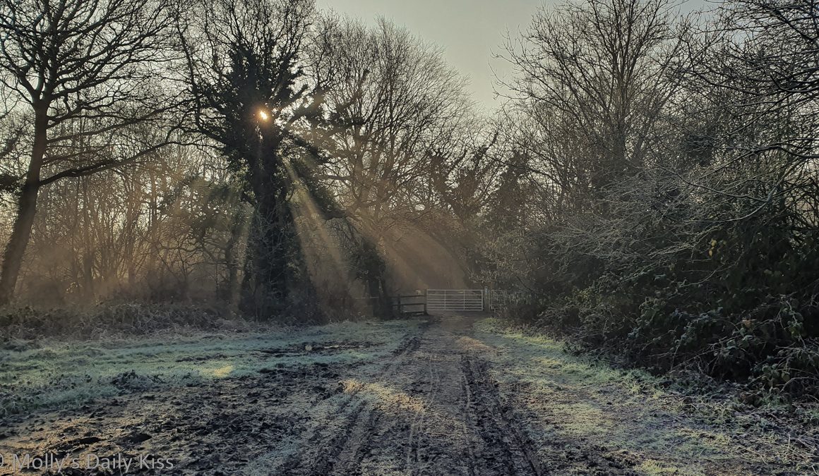 Sunbeams through winter frosted trees is faith in beautiful things
