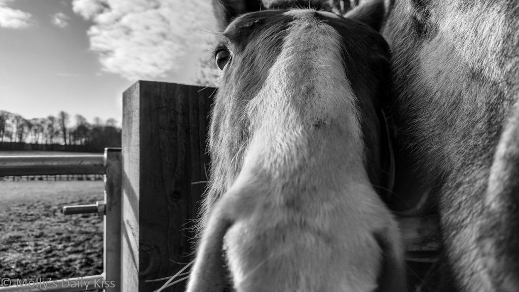 Young horse looking in the camera in black and white
