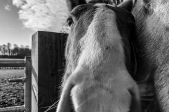 Young horse looking in the camera in black and white