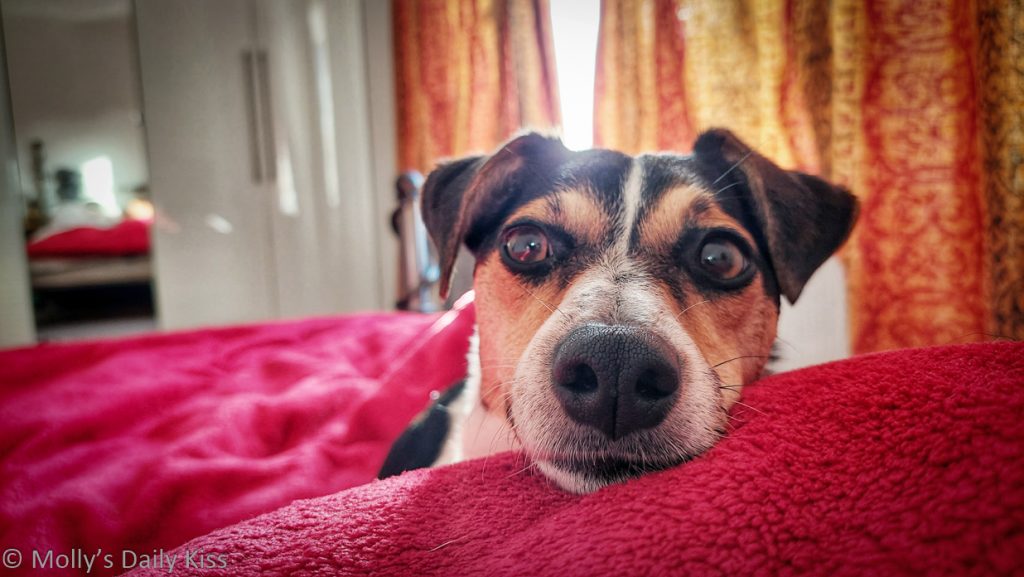 Jack Russell dog laying on red blanket looking into the camera is the best dog