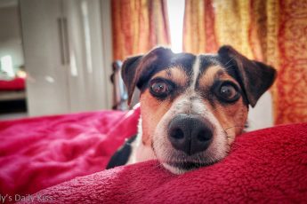 Jack Russell dog laying on red blanket looking into the camera is the best dog