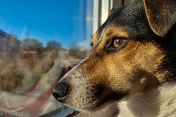 Reflection of dog gafce looking out at sunny day in the window. I am owned by this doggo